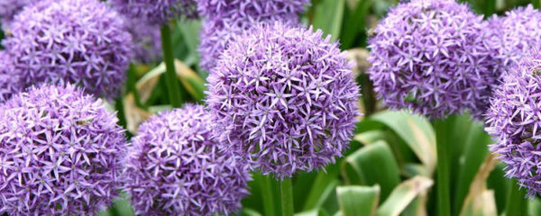 allium cyrilli