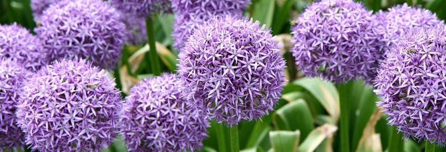 allium cyrilli