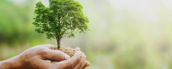 Arbre en guise de cadeau
