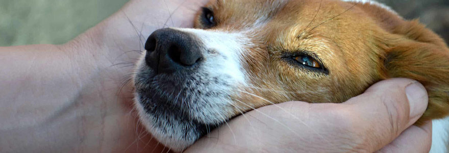 adoption chien