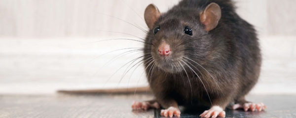 Rats