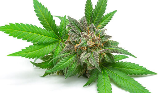 commander-des-fleurs-de-chanvre-bio-en-ligne